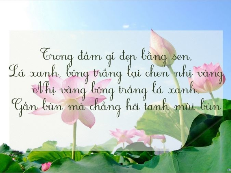 Bài thơ hoa sen nổi tiếng - Du lịch 360Go 